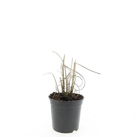 Miscanthus sin. 'Kleine Silbersp.' Pot 1,5 liter