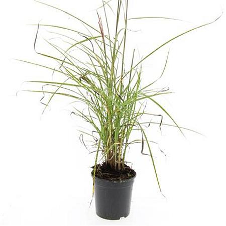 Miscanthus sin. 'Kleine Silbersp.' Pot 1,5 liter