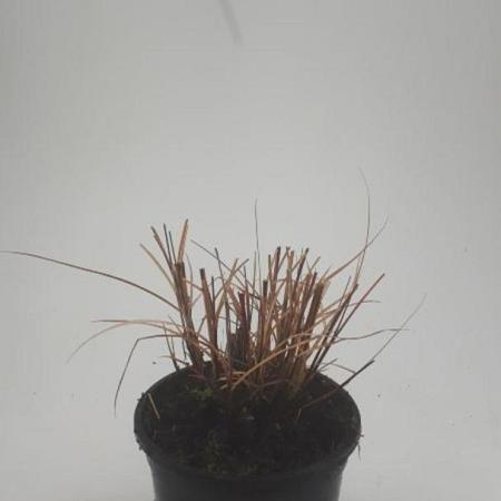 Miscanthus sin. 'Kleine Silbersp.' Pot 1,5 liter