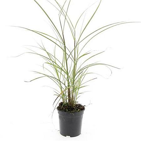 Miscanthus sin. 'Kleine Silbersp.' Pot 1,5 liter