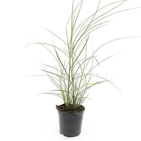 Miscanthus sin. 'Red Chief' Pot 1,5 liter