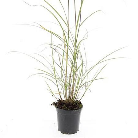 Miscanthus sin. 'Red Chief' Pot 1,5 liter