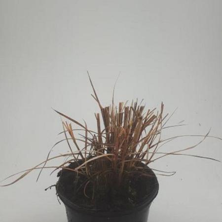 Miscanthus sin. 'Red Chief' Pot 1,5 liter