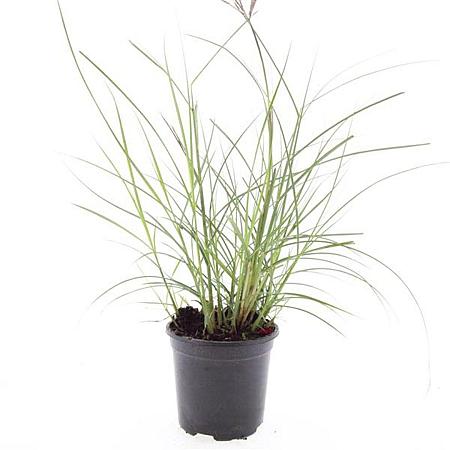 Miscanthus sin. 'Red Chief' Pot 1,5 liter