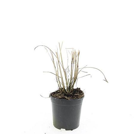 Miscanthus sin. 'Red Chief' Pot 1,5 liter