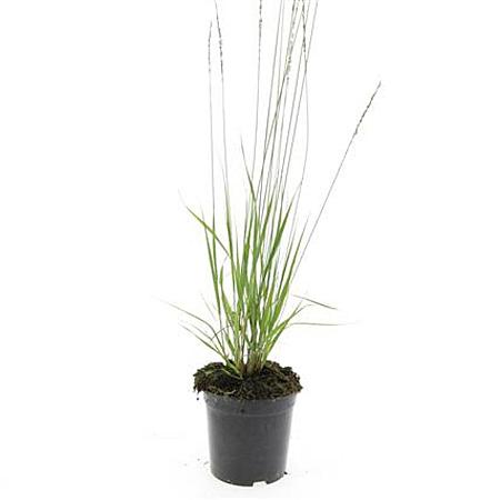 Molinia caerulea 'Heidebraut' Pot 1,5 liter