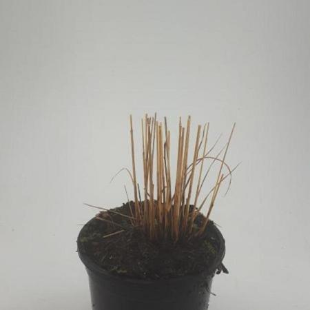 Molinia caerulea 'Heidebraut' Pot 1,5 liter