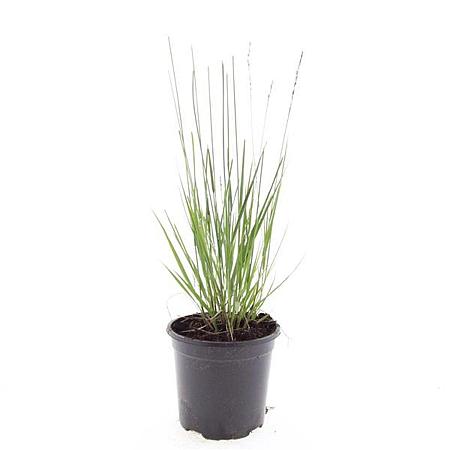 Molinia caerulea 'Heidebraut' Pot 1,5 liter