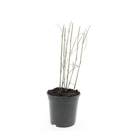 Panicum virgatum 'Heavy Metal' Pot 1,5 liter