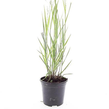 Panicum virgatum 'Heavy Metal' Pot 1,5 liter