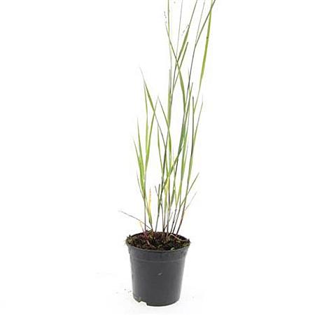 Panicum virgatum 'Heavy Metal' Pot 1,5 liter