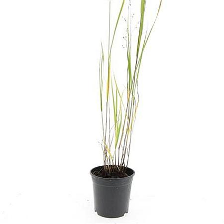 Panicum virgatum 'Heavy Metal' Pot 1,5 liter