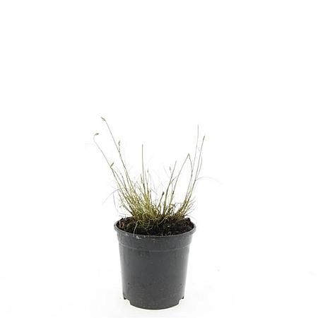 Pennisetum al. 'Little Bunny' Pot 1,5 liter