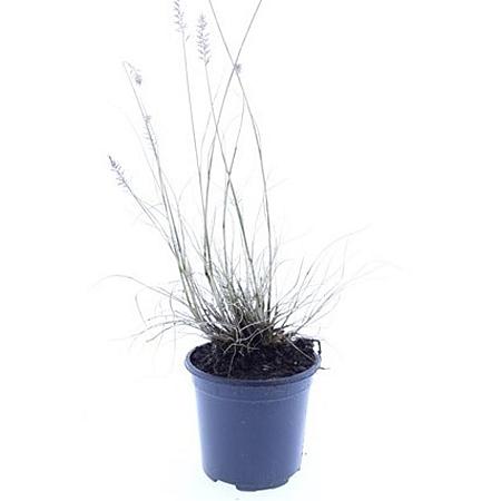 Pennisetum al. 'Little Bunny' Pot 1,5 liter