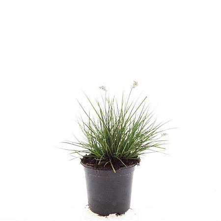 Pennisetum al. 'Little Bunny' Pot 1,5 liter