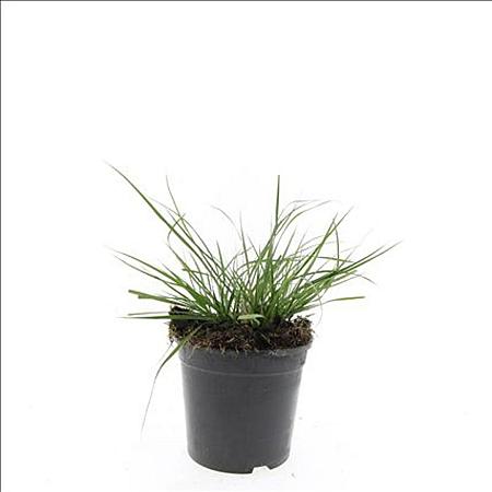 Pennisetum al. 'Little Bunny' Pot 1,5 liter