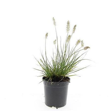 Pennisetum al. 'Little Bunny' Pot 1,5 liter