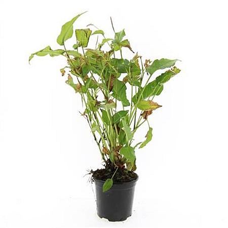 Persicaria amplexicaulis Pot 1,5 liter