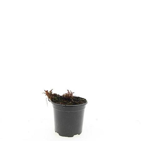 Persicaria amplexicaulis Pot 1,5 liter