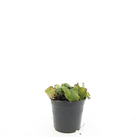 Phlomis russeliana Pot 1,5 liter