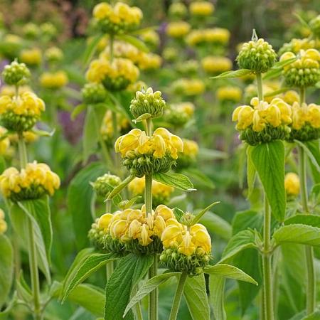Phlomis russeliana Pot 1,5 liter