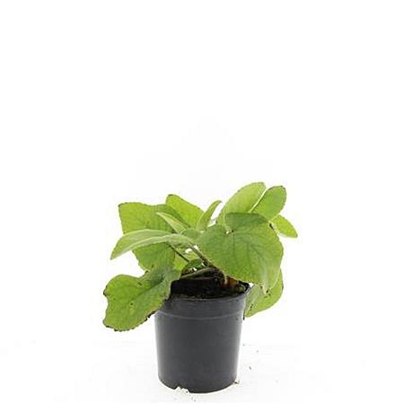 Phlomis russeliana Pot 1,5 liter