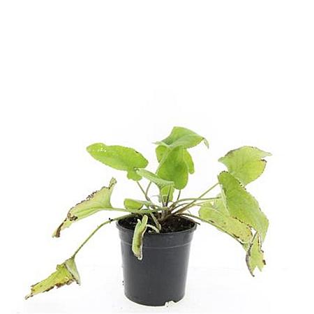 Phlomis russeliana Pot 1,5 liter