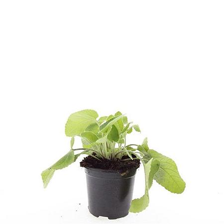 Phlomis russeliana Pot 1,5 liter