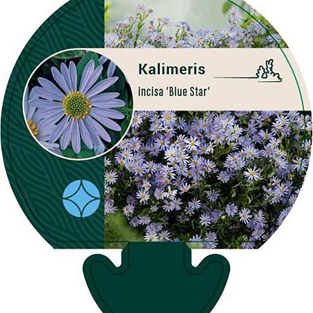 Kalimeris incisa 'Blue Star' Pot 9 cm