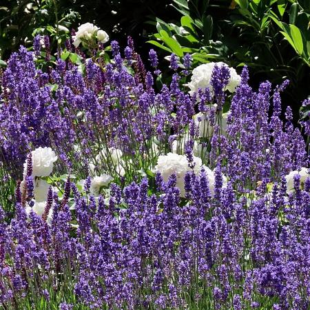 Salvia sylv. 'Dear Anja' Pot 9 cm