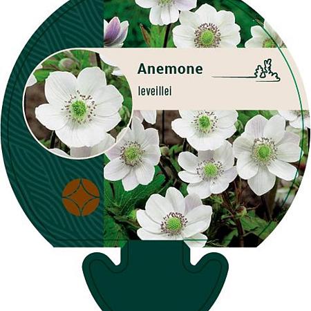 Anemone leveillei Pot 9 cm