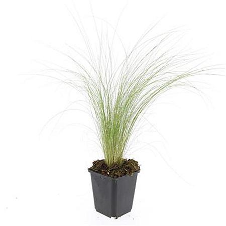 Stipa tenuissima 'Ponytails' Pot 9 cm