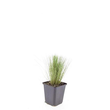 Stipa tenuissima 'Ponytails' Pot 9 cm