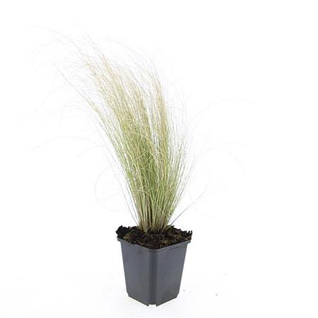 Stipa tenuissima 'Ponytails' Pot 9 cm