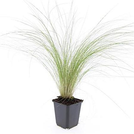 Stipa tenuissima 'Ponytails' Pot 9 cm