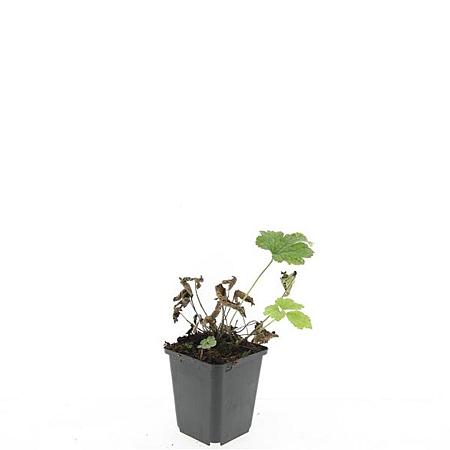 Anemone tom. 'Robustissima' Pot 9 cm