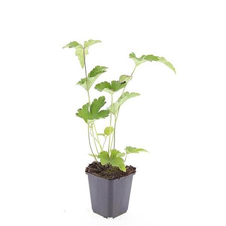 Anemone tom. 'Robustissima' Pot 9 cm