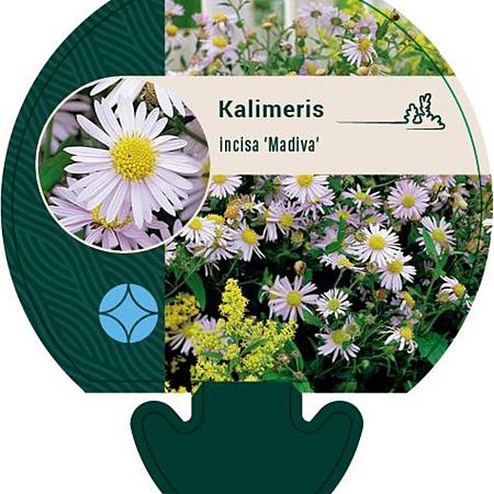 Kalimeris incisa 'Madiva' Pot 9 cm