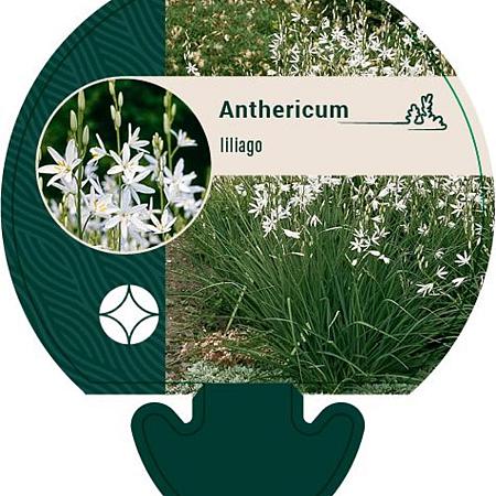 Anthericum liliago Pot 9 cm
