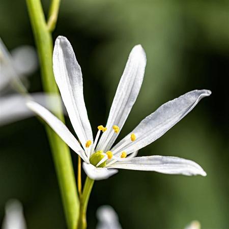Anthericum liliago Pot 9 cm