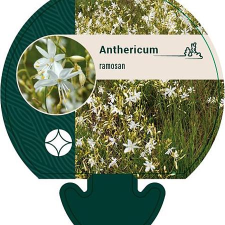 Anthericum ramosum Pot 9 cm