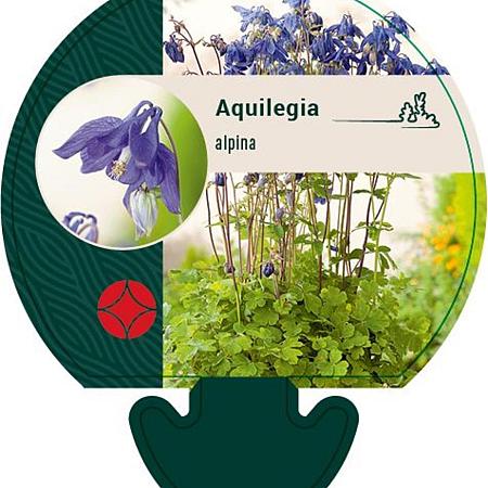 Aquilegia alpina Pot 9 cm