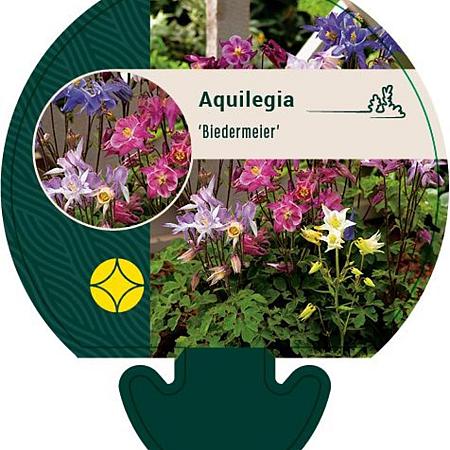 Aquilegia 'Biedermeier' Pot 9 cm