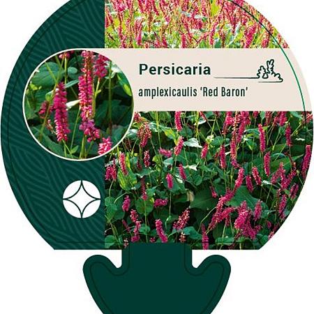 Persicaria a. 'Red Baron' Pot 9 cm