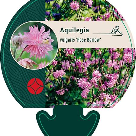 Aquilegia v. 'Rose Barlow' Pot 9 cm