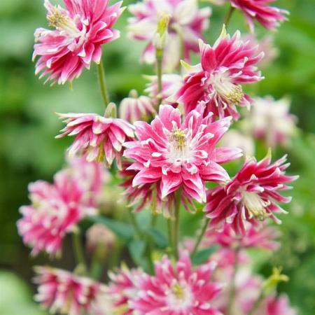 Aquilegia v. 'Rose Barlow' Pot 9 cm