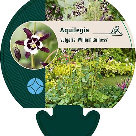 Aquilegia v. 'William Guiness' Pot 9 cm