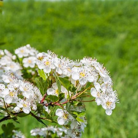 Crataegus monogyna Pot 7,5 Liter 80 - 100 cm