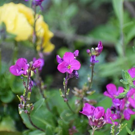 Arabis blepharophylla Pot 9 cm