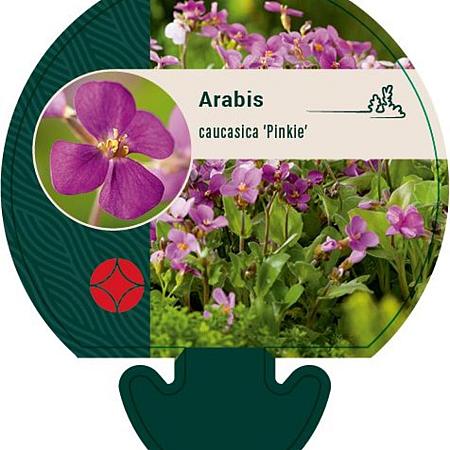Arabis caucas. 'Pinkie' Pot 9 cm